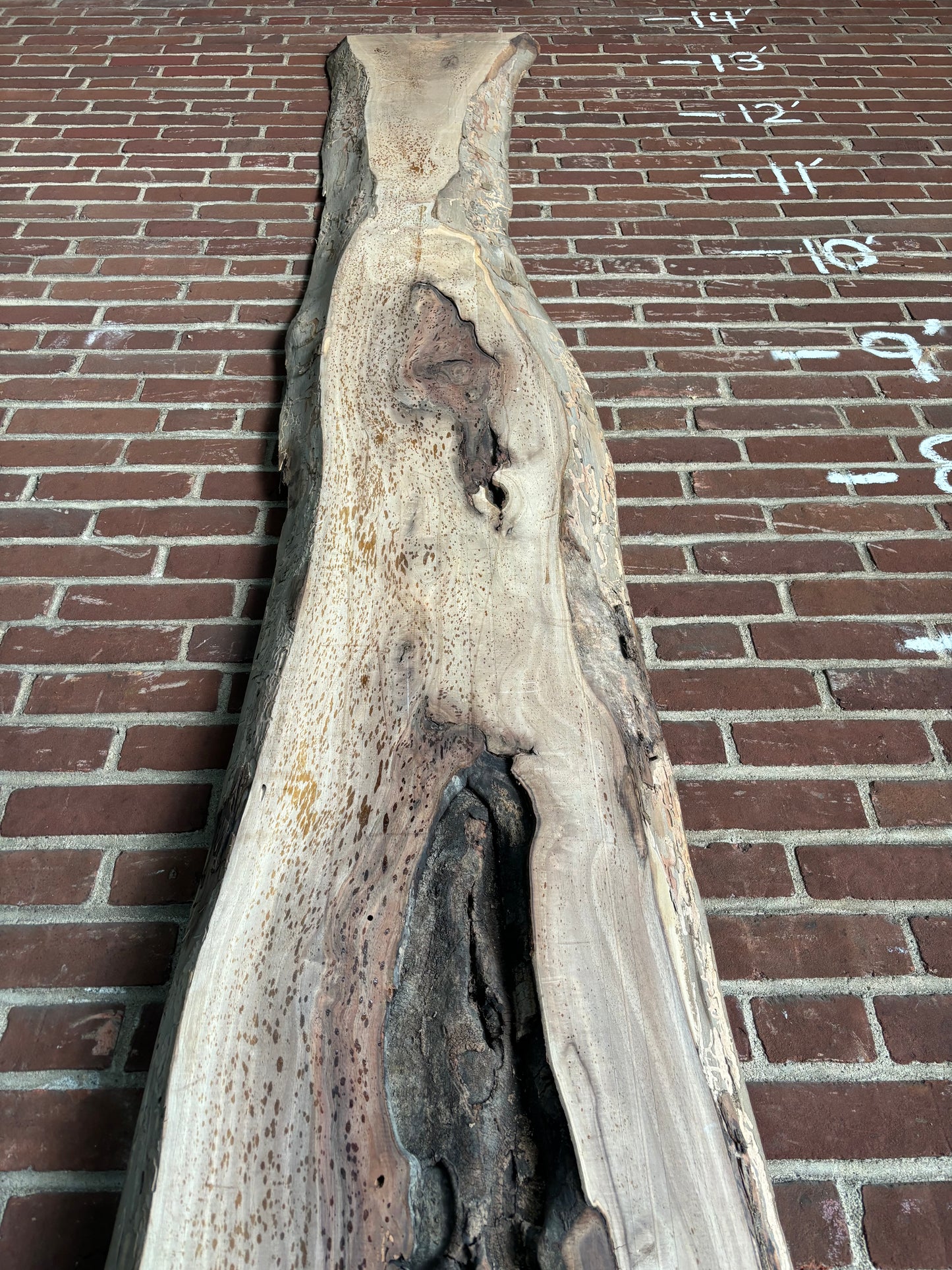 Eastern Black Walnut Slab SIVLKT0107