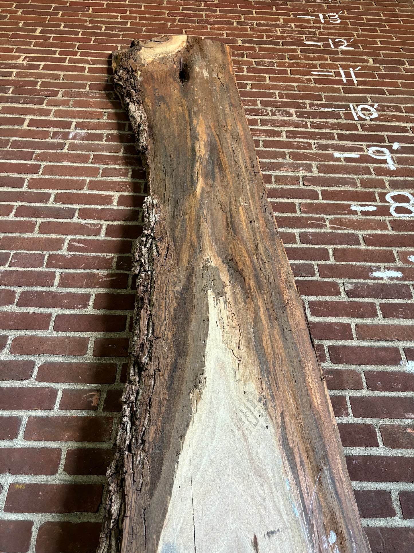 Eastern Black Walnut Slab SIVLKT0095