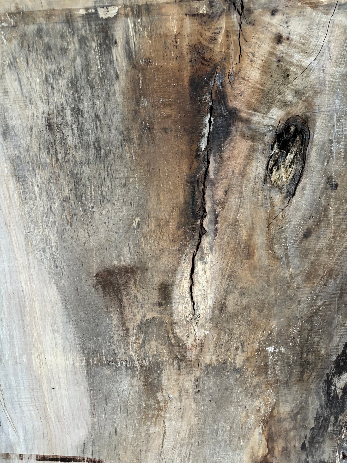 Maple Slab SIVLKT0053