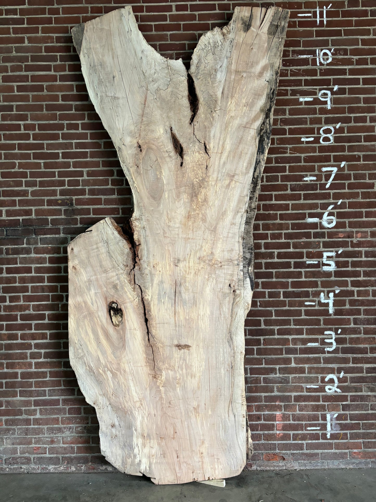 Maple Slab SIVLKT0052