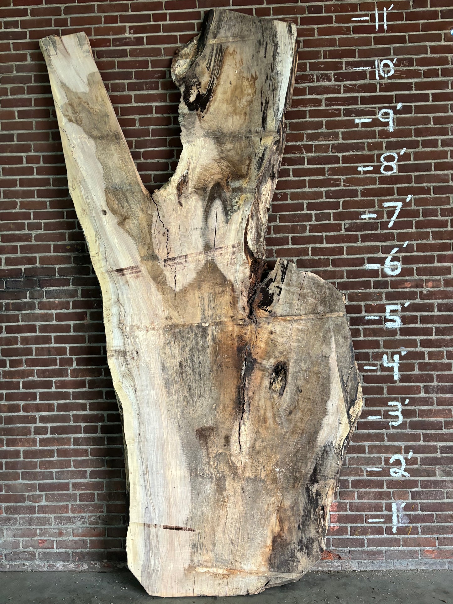 Maple Slab SIVLKT0053